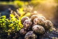 plantations grow. Harvesting fresh organic potatoes in the field. Potato lie in hole bed mud. Shine of sun. Farming. Agriculture. Royalty Free Stock Photo