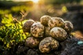 plantations grow. Harvesting fresh organic potatoes in the field. Potato lie in hole bed mud. Shine of sun. Farming. Agriculture. Royalty Free Stock Photo