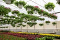 Plantations multicolored blooming begonias with green leaves, and petunias in white pots hanging from ceiling