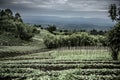 Plantations in Nord Kivu Royalty Free Stock Photo