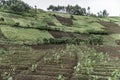 Plantations in Nord Kivu Royalty Free Stock Photo