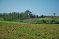 Plantations in rural area of Mogi das Cruzes