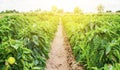 Plantations of sweet Bulgarian bell pepper bushes. Farming and agriculture. Cultivation, care and harvesting. Farm for growing