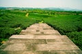 Plantations of tea in the Mae Salong Valley. Northern Thailand