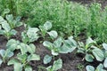 Plantations of young cabbage and blooming pea Royalty Free Stock Photo