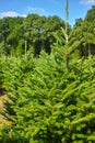 Plantatnion of young green fir Christmas trees, nordmann fir and Royalty Free Stock Photo