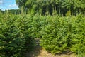 Plantatnion of young green fir Christmas trees, nordmann fir and Royalty Free Stock Photo