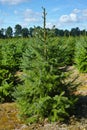 Plantatnion of young green fir Christmas trees, nordmann fir and Royalty Free Stock Photo