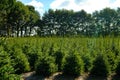 Plantatnion of young green fir Christmas trees, nordmann fir and Royalty Free Stock Photo