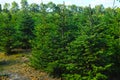 Plantatnion of young green fir Christmas trees, nordmann fir and Royalty Free Stock Photo