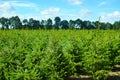 Plantatnion of young green fir Christmas trees, nordmann fir and Royalty Free Stock Photo