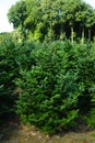 Plantatnion of young green fir Christmas trees, nordmann fir and