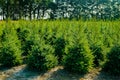 Plantatnion of young green fir Christmas trees, nordmann fir and Royalty Free Stock Photo