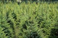 Plantatnion of young green fir Christmas trees, nordmann fir and Royalty Free Stock Photo