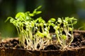 Growing plants in coconut shells