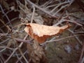 Planted and folded Dry leaf