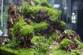 Planted Freshwater Aquarium Royalty Free Stock Photo