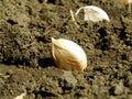 Planted garlic