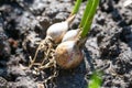 Planted garlic cloves with young green sprouts on ground. Growing and gardening vegetables.Close Royalty Free Stock Photo