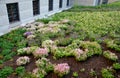 Planted with lathyrus vernus pink purple white color in flowerbed near old building flowerbed mulched bark with vegetation Vinca m