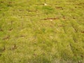 Planted lawn