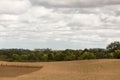 Planted lines of plants in a ripening corn field Royalty Free Stock Photo