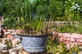 Planted old zinc pot in nature garden Royalty Free Stock Photo