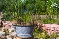 Planted old zinc pot in nature garden