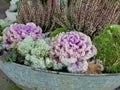 Zinc tub with frosty ornamental cabbage and heather