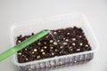 Planted pea seeds in a container watered from a watering can. Part 5 of step by step instructions Royalty Free Stock Photo