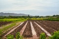 Planted plots prepared for growing vegetables and fruits