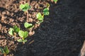 Planted radish seedlings on a home bed. Sunny spring weather