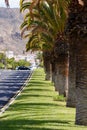 Planted in row palm trees on lush fresh bright green grass vertical image, sunny day in Los Cristianos district of Canary Islands