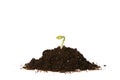 Planted Seed Sprouting Royalty Free Stock Photo
