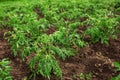 Planted seedlings of tomatoes. Vegetable garden, agriculture, rural, business Royalty Free Stock Photo