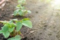 Planted in the soil on a prepared bed of green rosettes of large-fruited strawberries. Growing strawberries in rows, young