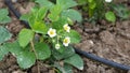 Planted strawberries in the garden, flowering strawberry plant, strawberry plant flower Royalty Free Stock Photo