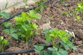 Planted strawberries in the garden, flowering strawberry plant, strawberry plant flower Royalty Free Stock Photo