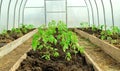 The planted tomatoes are inthe greenhouses. There are three beds on the right, left and center. There's empty land in