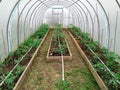 The planted tomatoes are inthe greenhouses. There are three beds on the right, left and center. There empty land in the front.