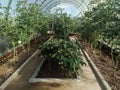 The planted tomatoes are inthe greenhouses. There are three beds on the right, left and center. There is empty land in