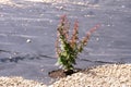 Planted tree. Special coating, pebbles. Landscape design. Tree care