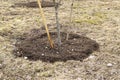 Planted tree with support in the park Royalty Free Stock Photo