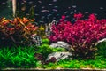Planted tropical aquarium with neon