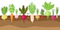 Planted vegetables. Cartoon root growing vegetables, veggies fibrous root system, soil vegetable root structure vector