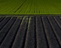 Planted versus plowed agricultural field side-by-side