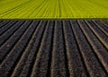 Planted versus plowed agricultural field side-by-side