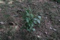 A planted young Cinnamon plant grows in a cinnamon plantation Royalty Free Stock Photo