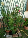 grandma& x27;s garden, roses on the fence, summer, fragrant flower, rose tea, adore nature