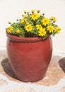 Planter with apache beggarticks flowers in a garden Royalty Free Stock Photo